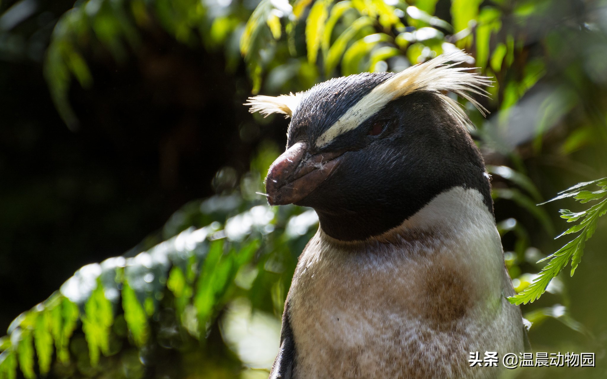 不对,赤道附近甚至北半球都有企鹅