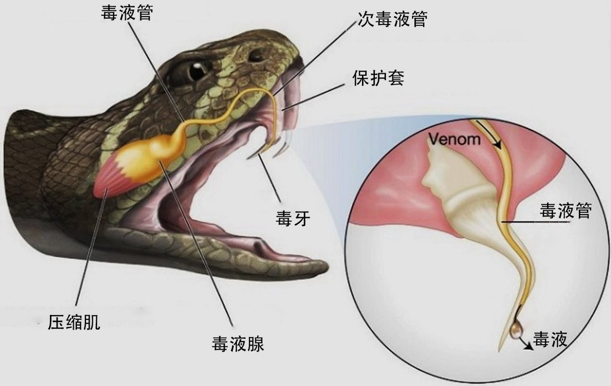 最长的毒蛇，能轻松吞噬其他蛇类，眼镜王蛇有多恐怖？