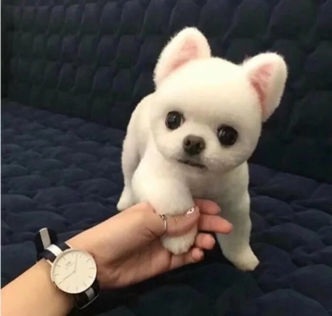 宠物小百科——博美