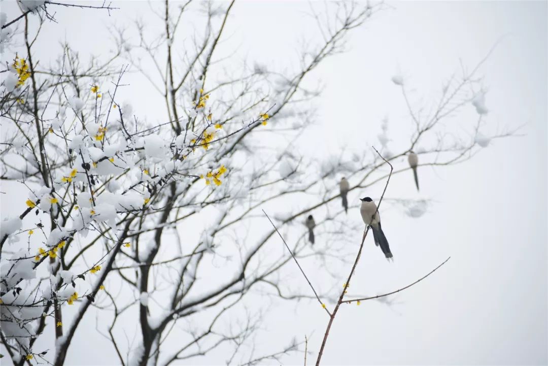 花影飞雪瘦西湖，诗词梦里醉扬州