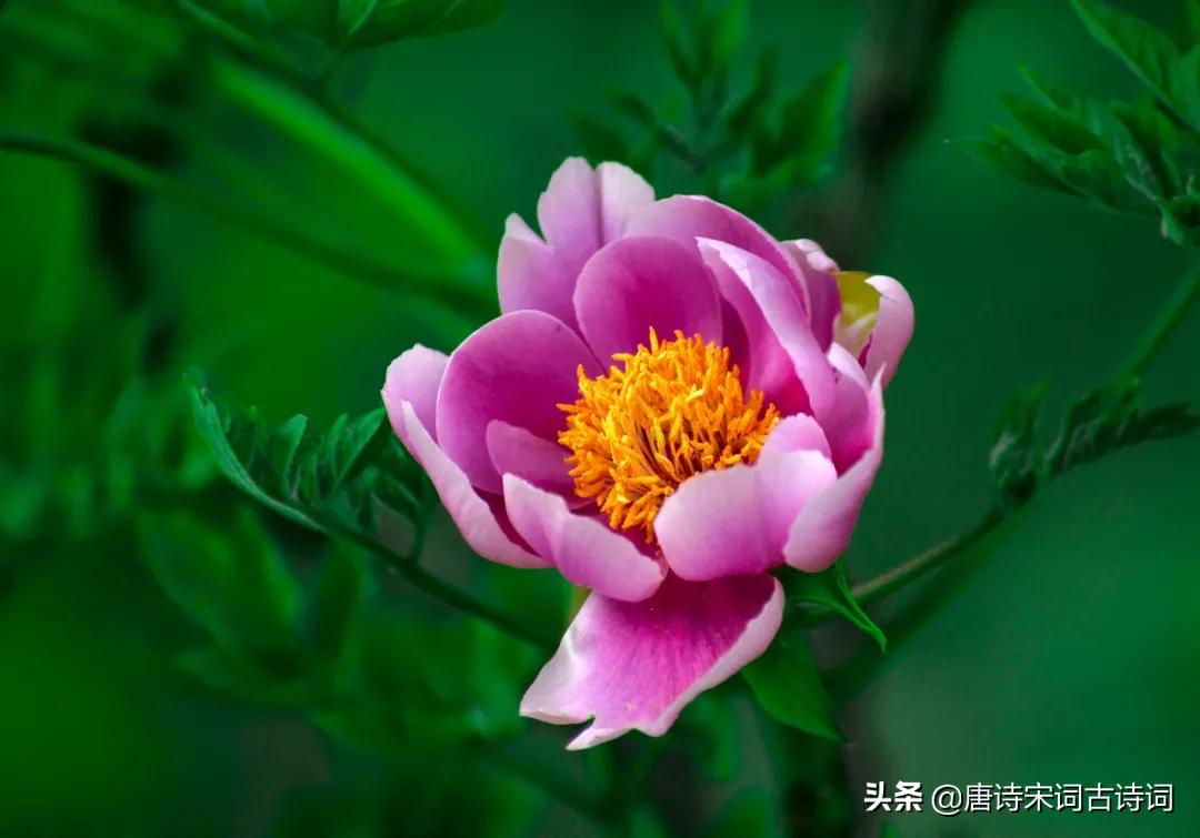 唯有牡丹真国色