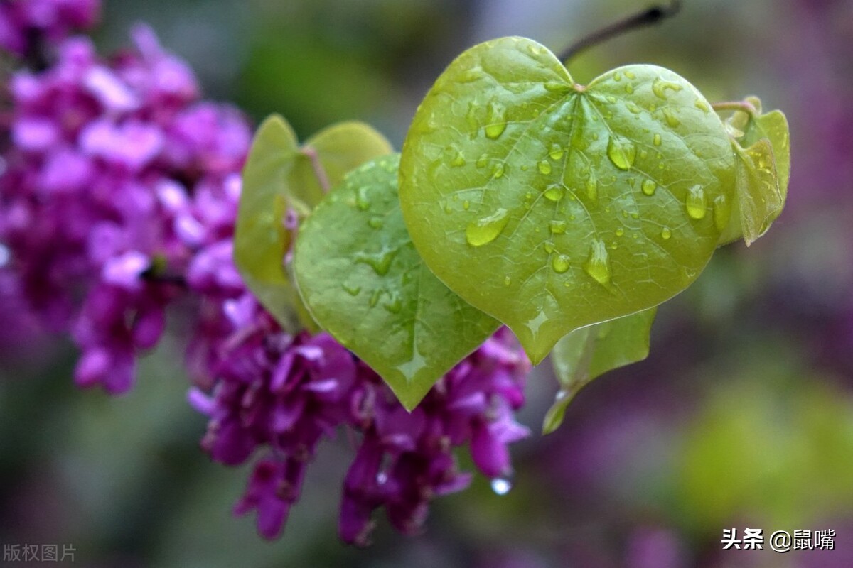 《列子》原文 译文（二）