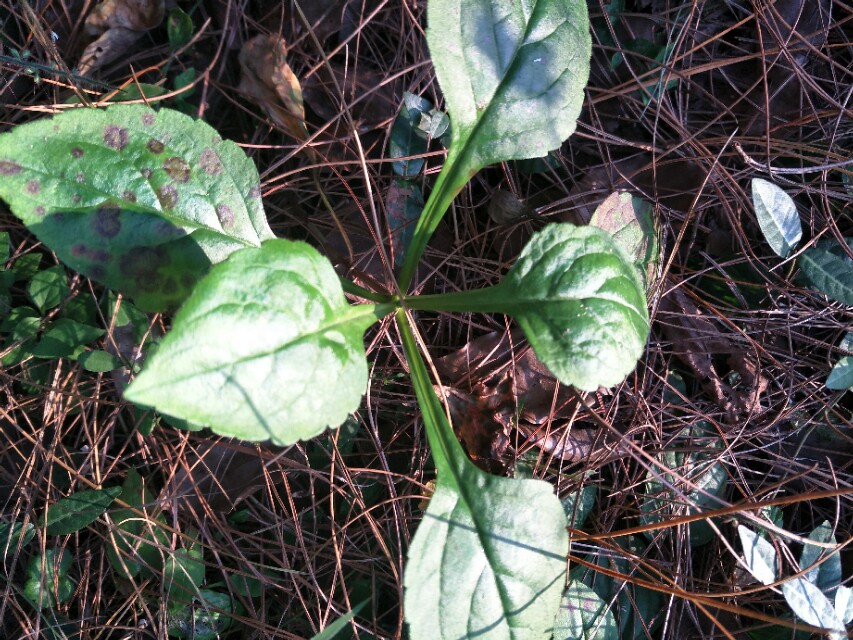 苦菜公的功效与作用-我的快乐小窝