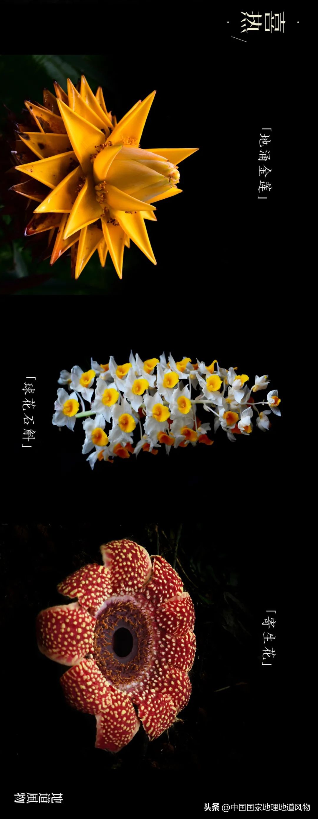 玫瑰、兰花、康乃馨，牡丹、杜鹃、山茶花，云南的花到底有多美？