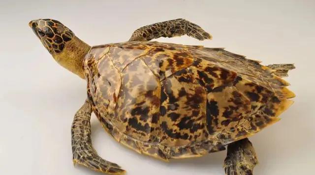 玳瑁:中国古代四神兽之一,又名"玄武"