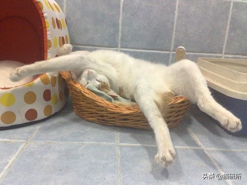 猫咪打鼾正常吗？你可能忽略了这些隐患