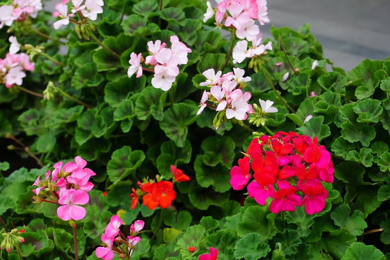 秋季花市卖得好的5种花，拿回家养护好，越养越喜欢，你养了吗？