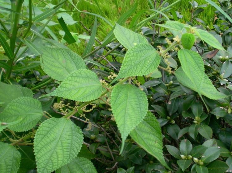 假青麻的功效与作用-我的快乐小窝