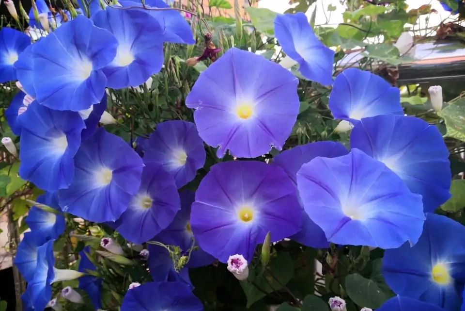 养牵牛花六年了,总结出这3点,从播种到开花,都是顺顺利利的