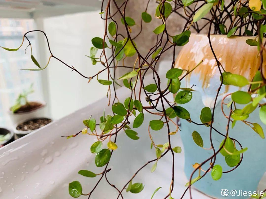 20种耐阴花,比绿萝好养,摆客厅名贵又有范儿