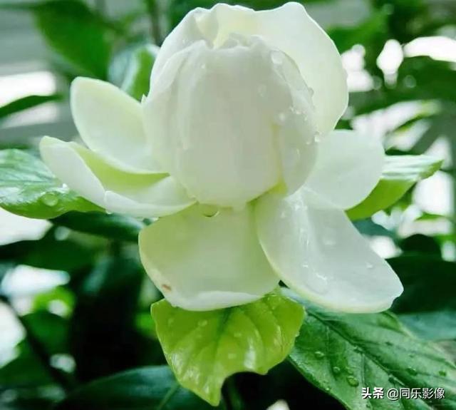 江南的梔子花一般盛開在梅雨季節前後,綠油油的梔子花葉中間先是結出