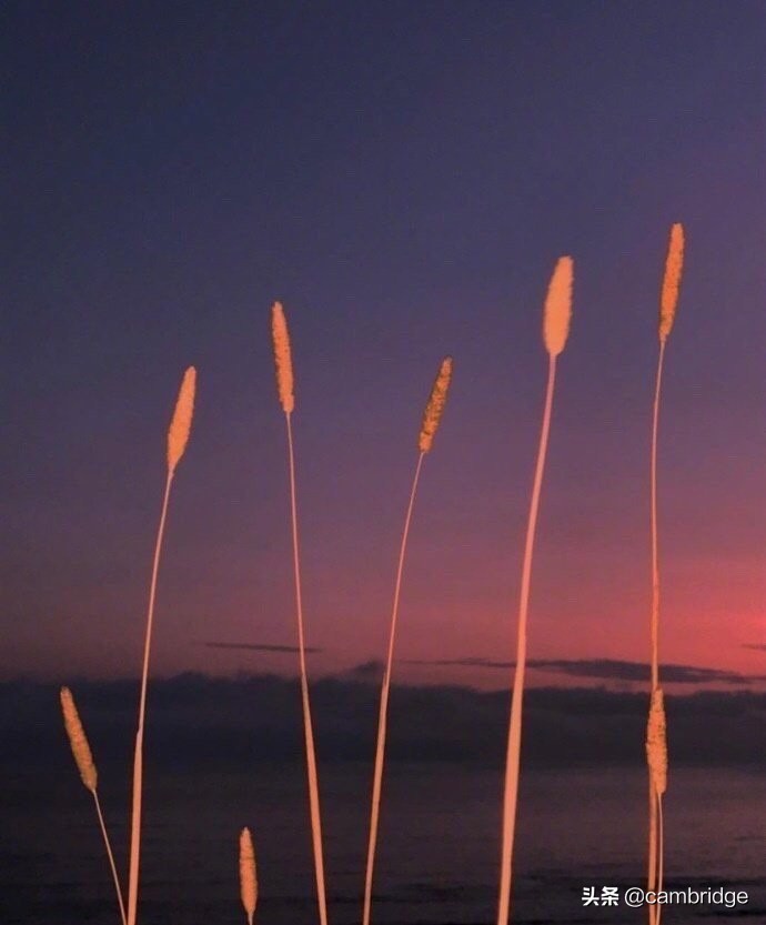 2020年中考英语书面表达主题预测题（含答案）