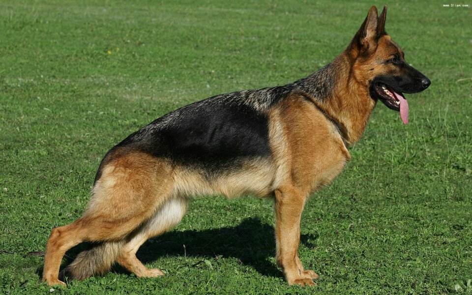 世界犬种智商排名榜前 30 名的聪明狗狗