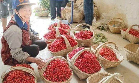 科普12个国产樱桃知名产区：天下樱桃出烟台？何处樱桃更好吃？