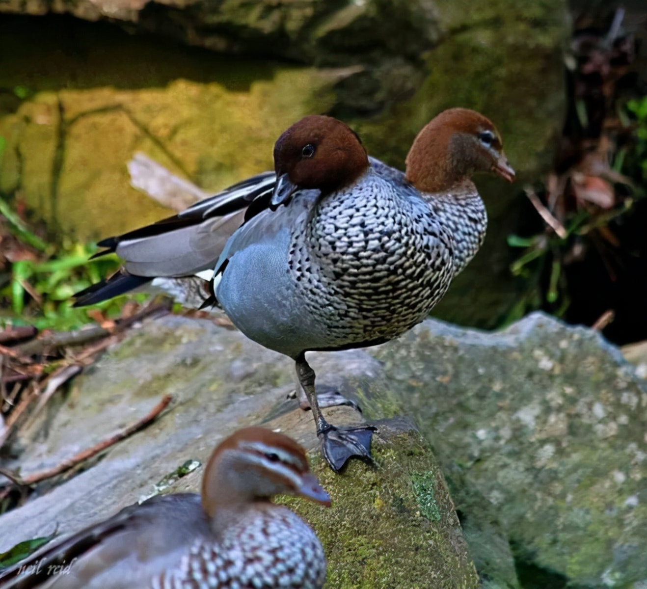 双头鸭,很难看到破绽.1个头,2个身体的猫.