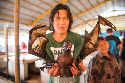 狗头蝙蝠学名(世界上最大的蝙蝠,飞行时宛如翼龙再现,现在仍是东南亚