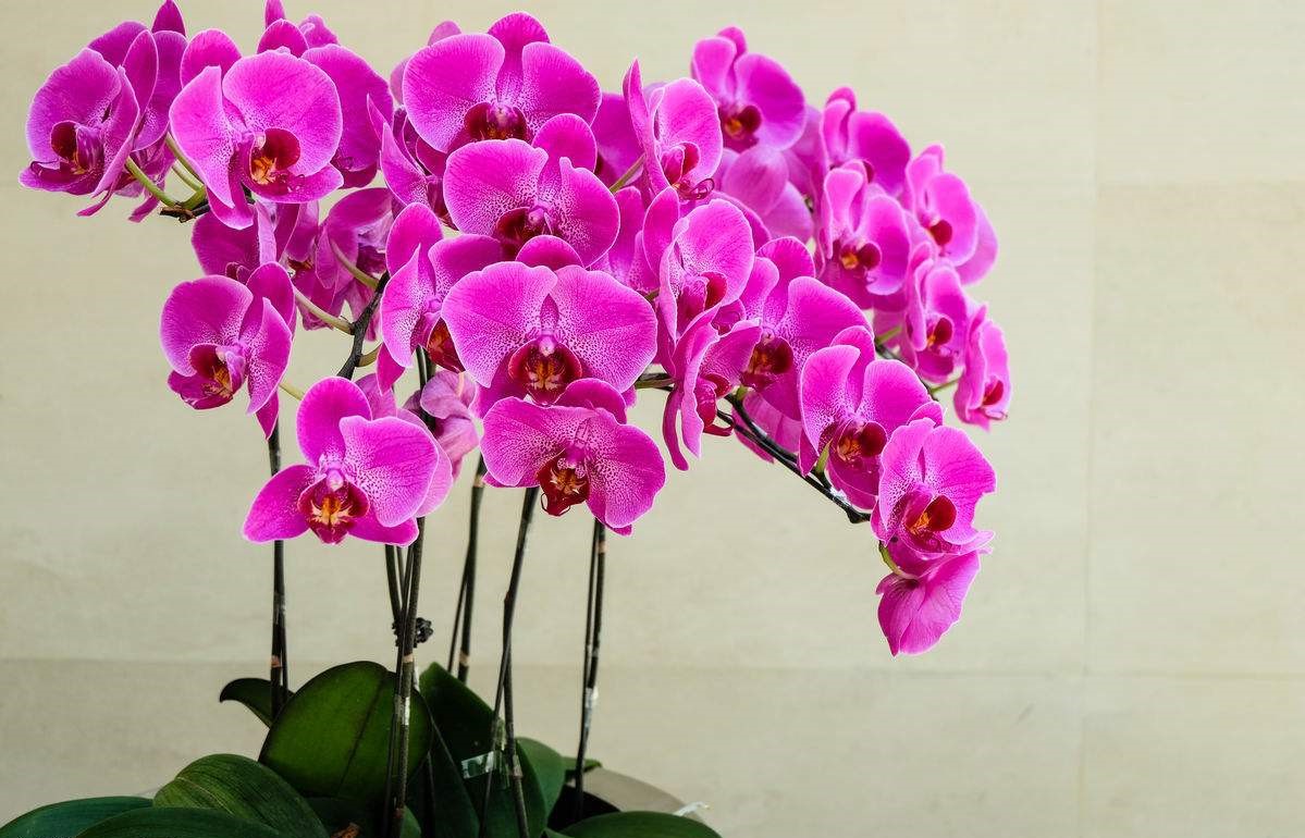 鲜花店常见的花及花语(花店的常用鲜花推荐)