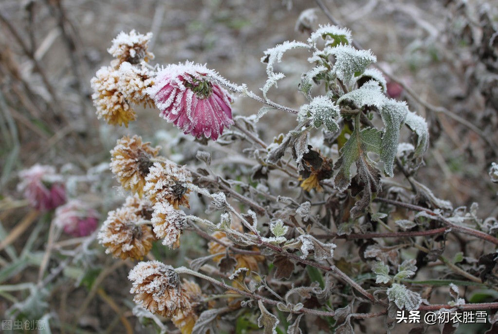 诗僧函可残菊四首赏读:不向篱间死,徘徊冰雪里