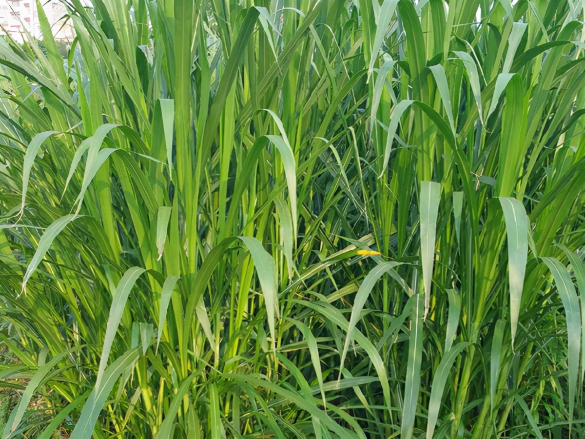 象草适合热天生长且产量高可连续采收几年喂鱼和喂牛羊均可