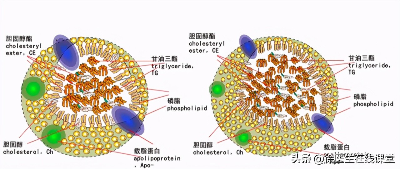 在体检时查血脂，甘油三酯不高，总胆固醇高，这说明什么问题？