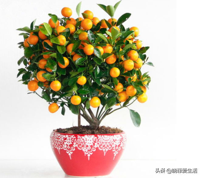 招财手植物图片(9种) - 赤虎壹号