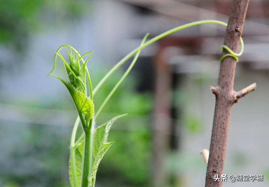 可还记得那年高考“丝瓜藤与肉豆须”给你留下的梗吗？