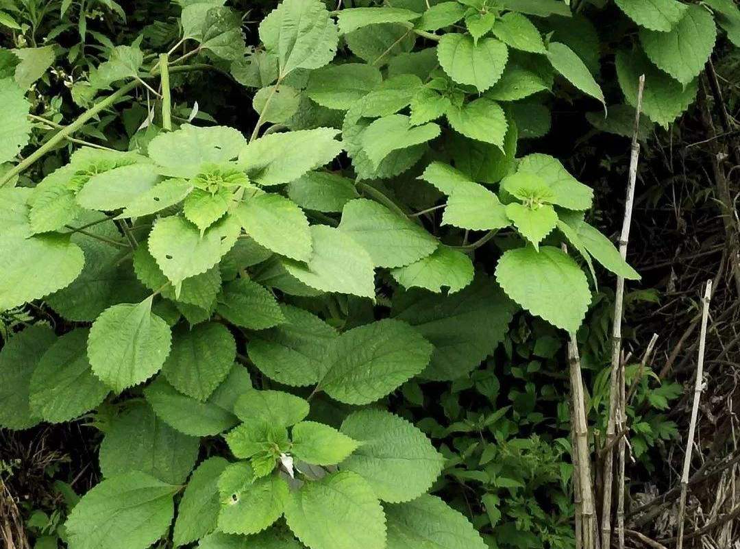 麻叶的功效与作用(它是农村常用的) - 行就行