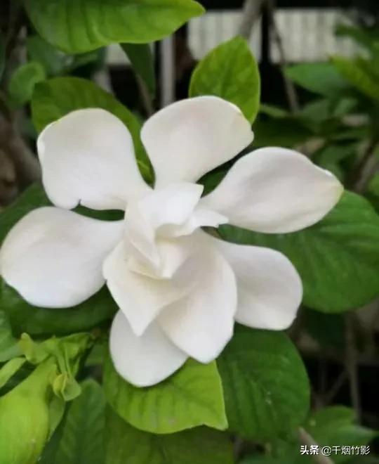 栀（zhī）子花：毕业季，和6月分不开的花