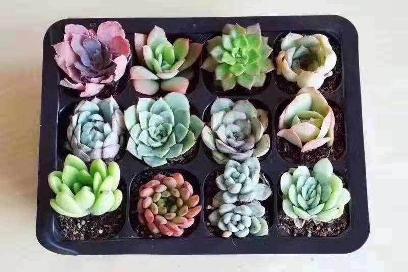 北方花友永远不懂的爽,就是在昆明拥有多肉阳台,馋得人直流口水