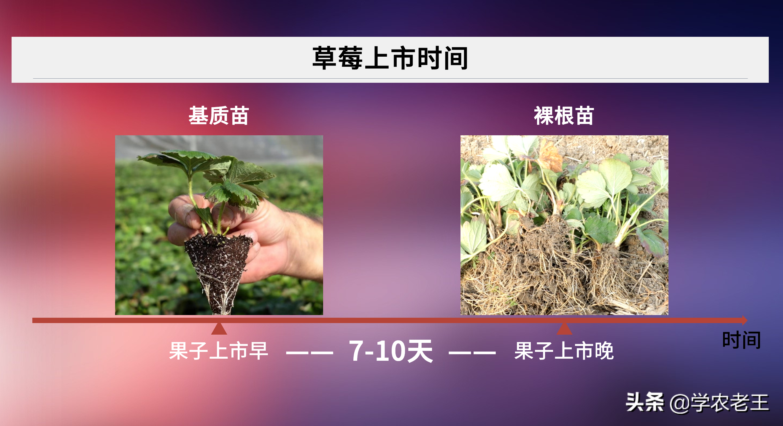 种植草莓购买基质苗？常说好苗七分收！划得来吗？一起来算算帐