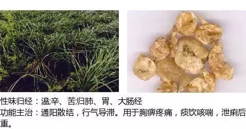 300个中草药图谱（附主治功效），知道一半就太牛了（上）