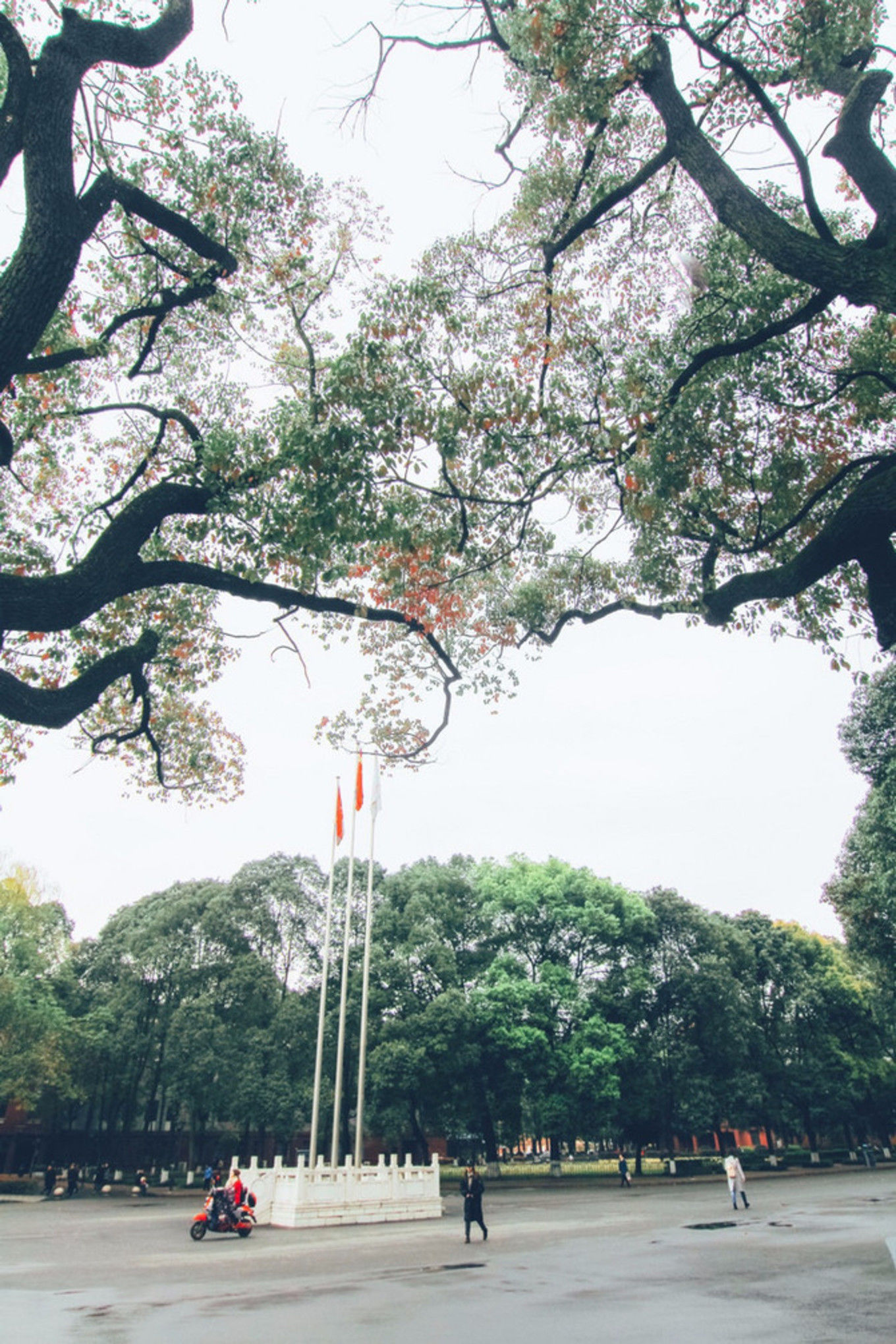 最美校园游——四川大学望江校区