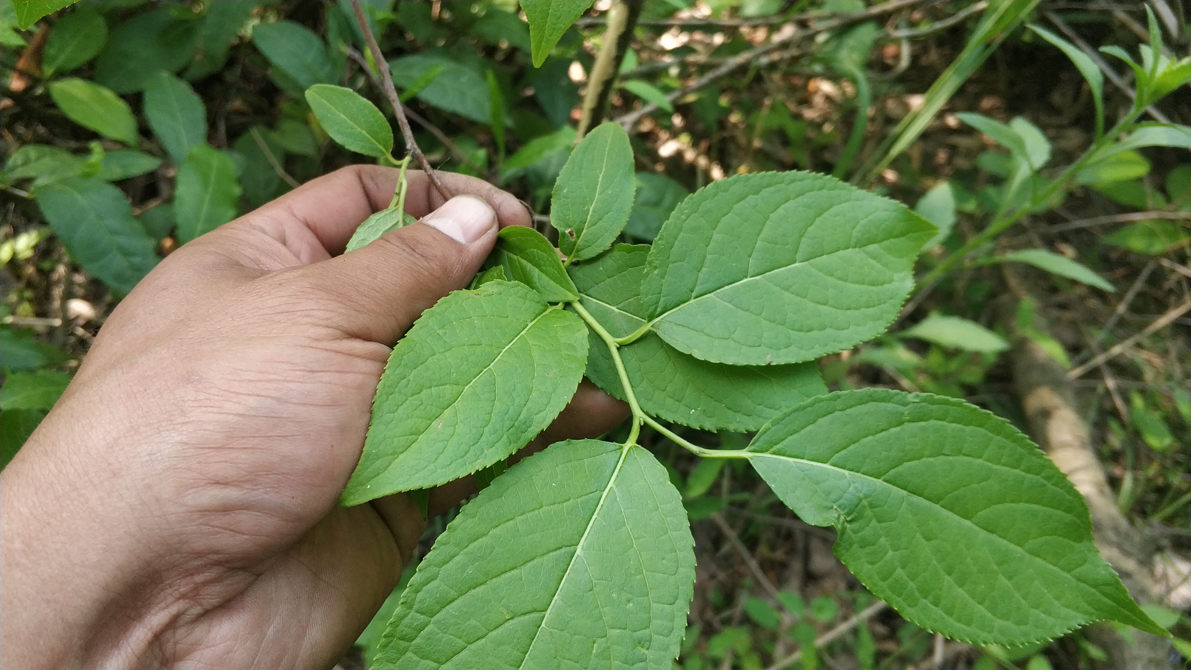 一種是人工培育的天麻,一種是在野外自然生長的野生天麻,其中以野生