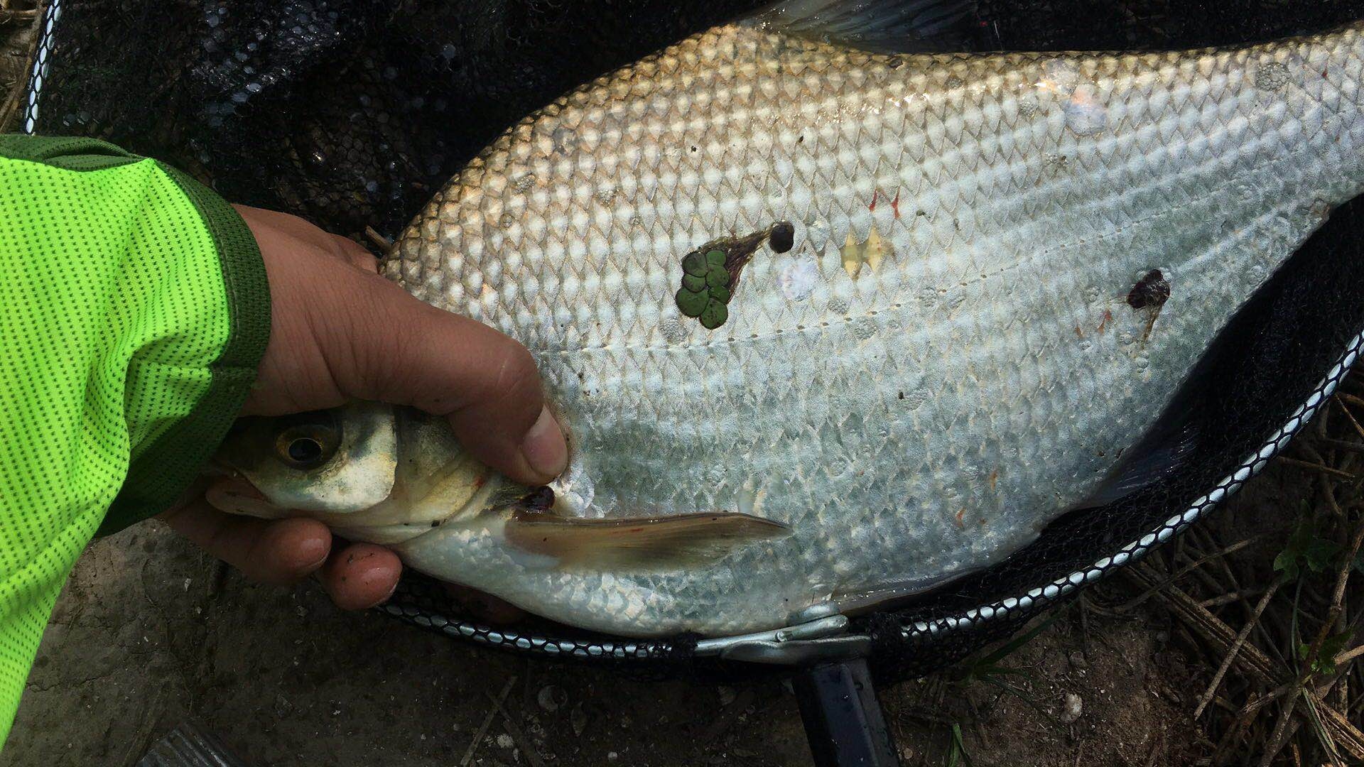 漲水便是鯿魚氾濫的信號,長江鯿魚會隨著水流進入到食物充足的內河道