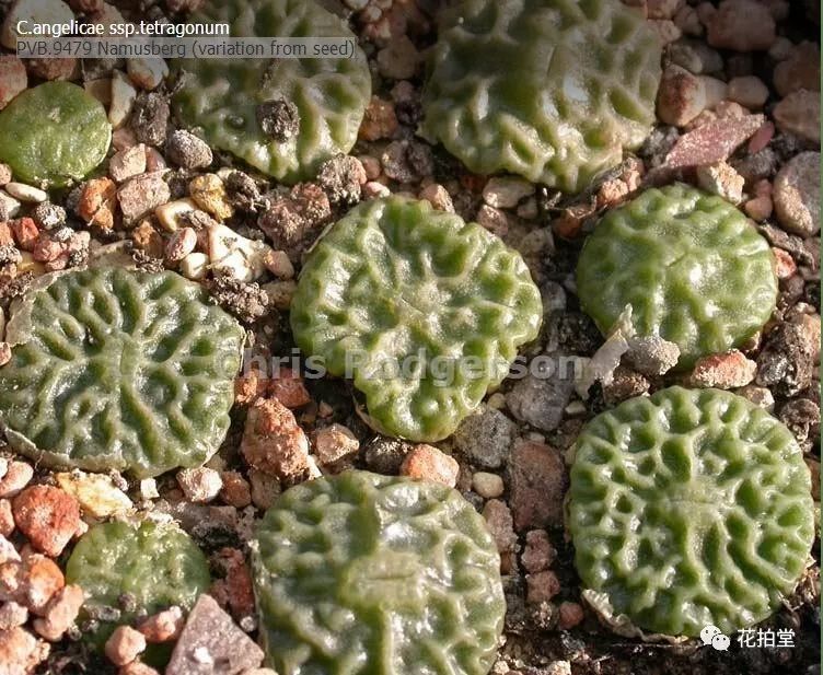 图鉴｜多肉植物番杏科之肉锥花品种图鉴大全（一）