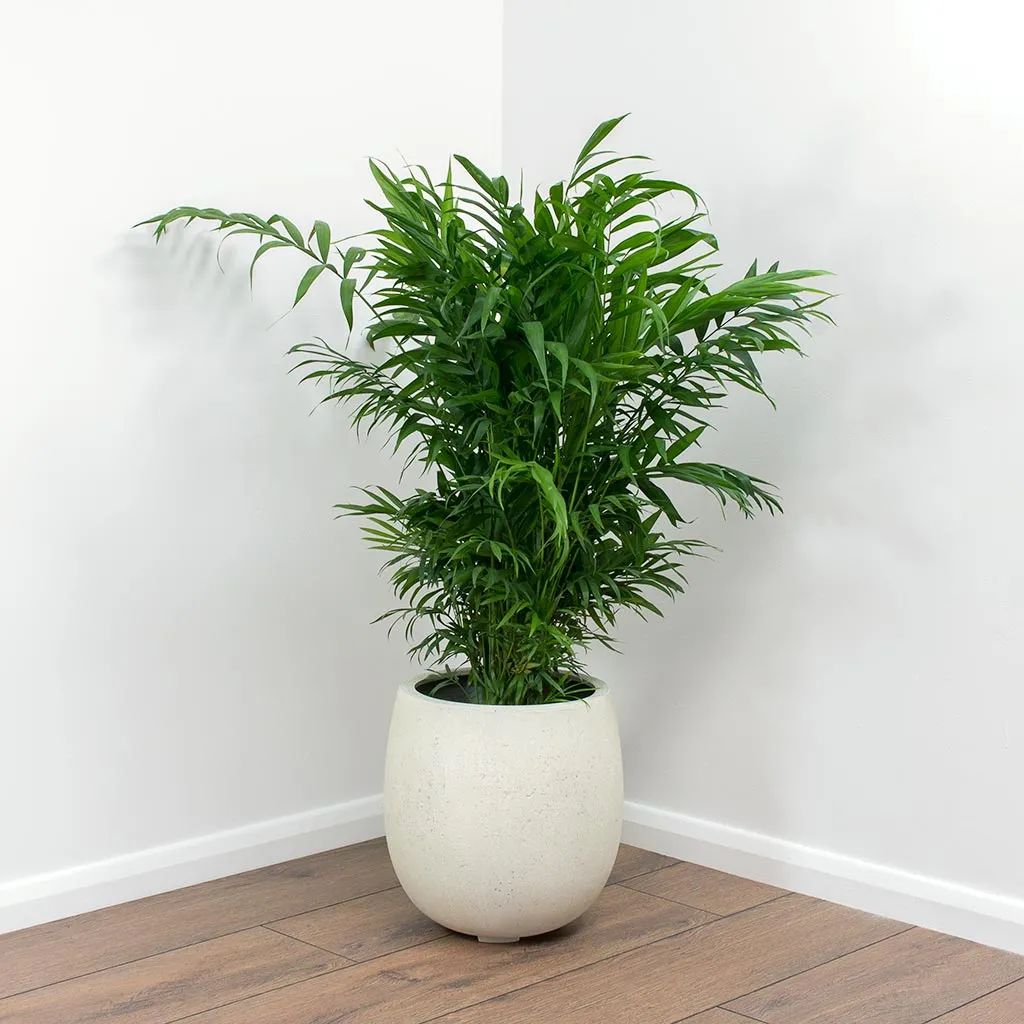 棕树图片大全（五种极具热带风格的植物盘点）