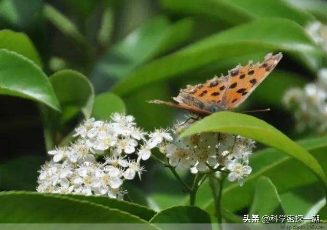 石楠树花散发类似于男性精液的气味，为何还要在校园内广泛栽植？