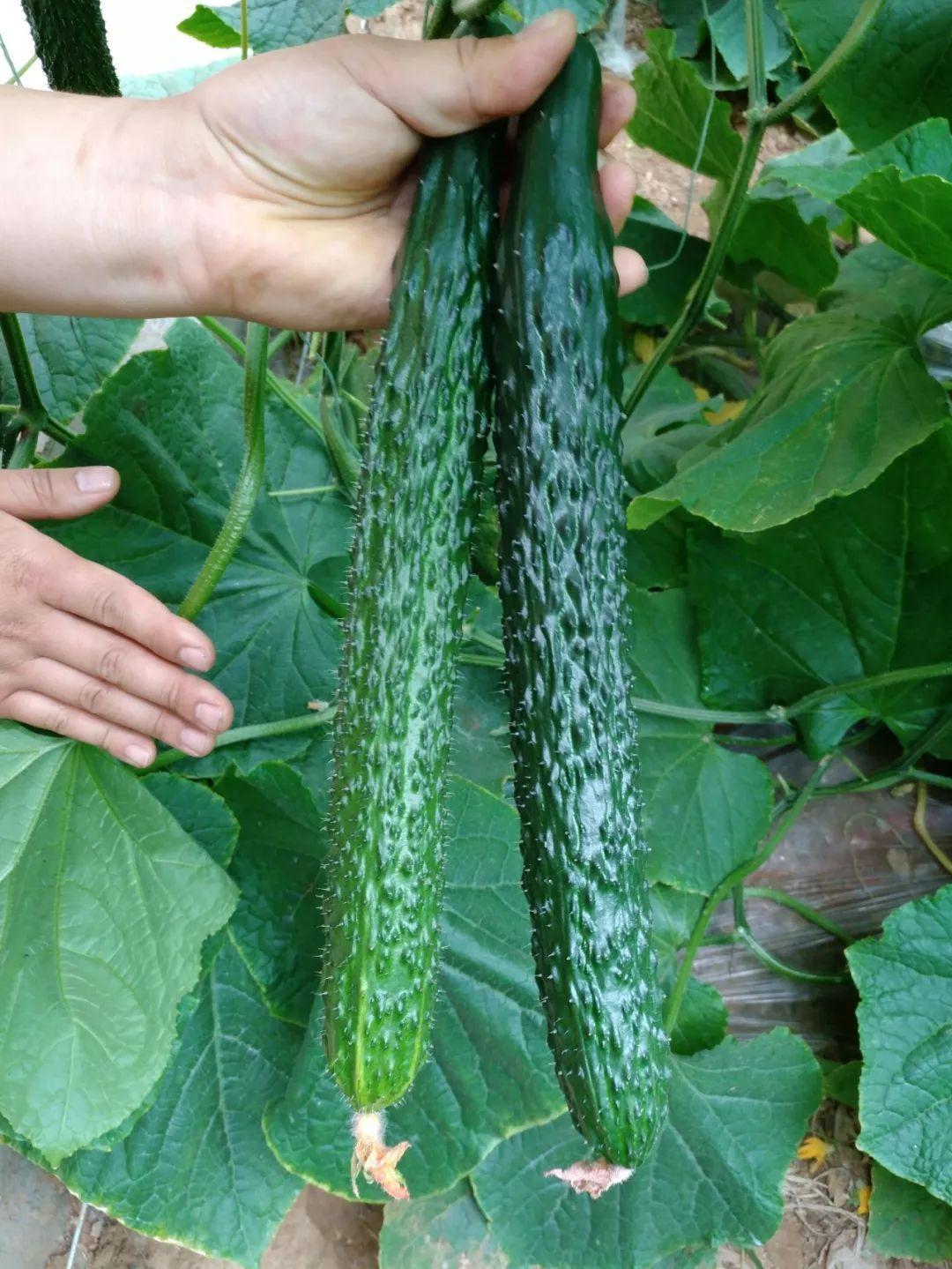 好好的黄瓜咋就发苦了，啥因素影响？怎么做才能减少苦味？