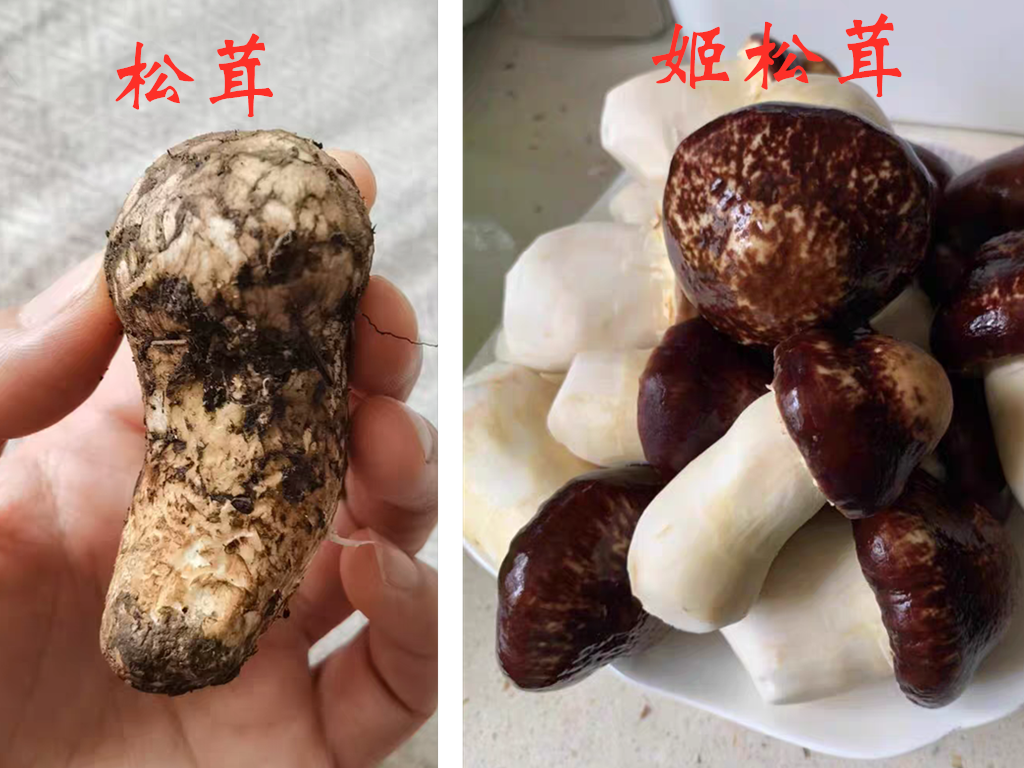 喜欢吃松茸的注意了,别把"姬松茸"当真松茸,一字之差天差地别