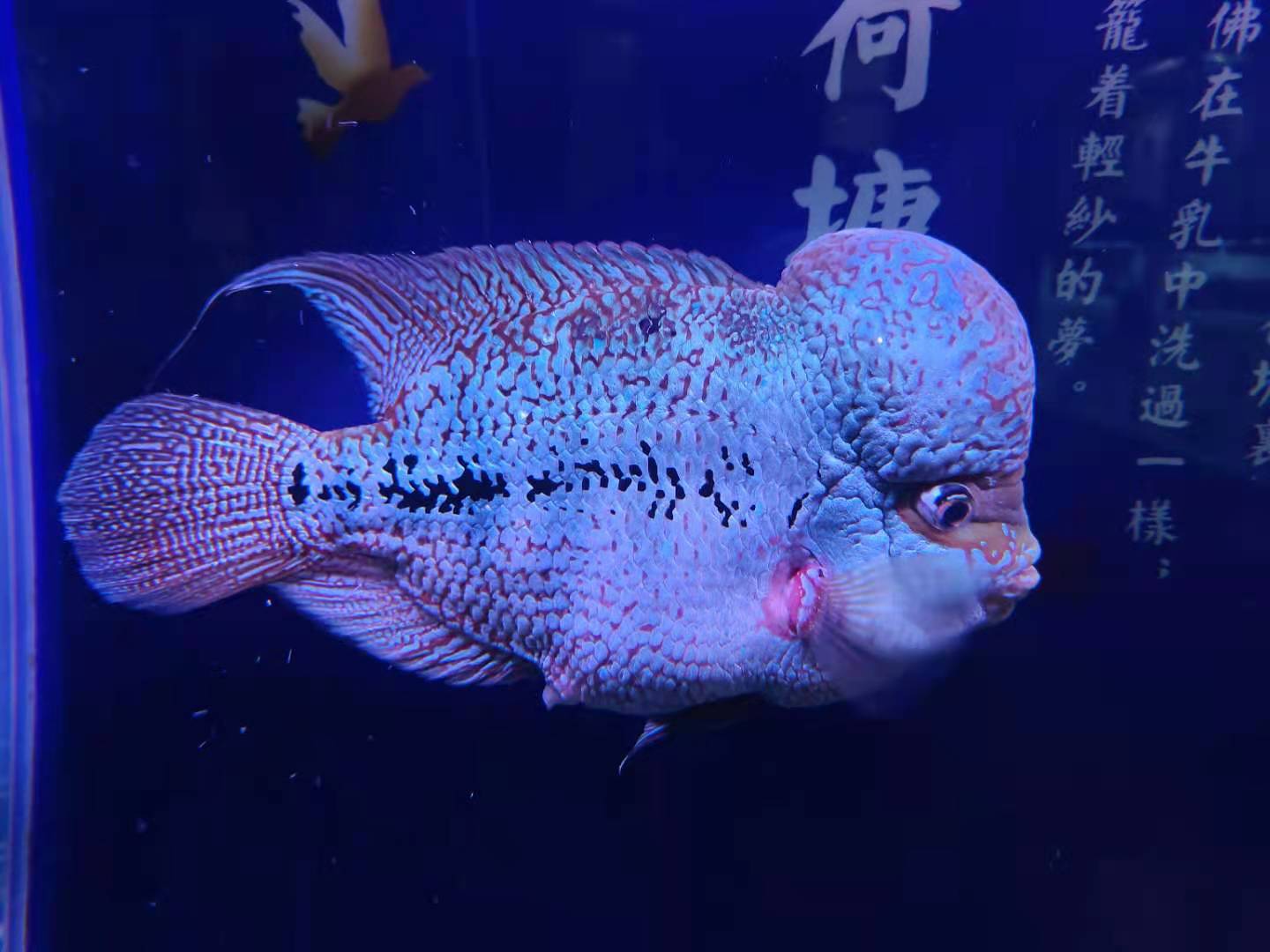 三,十间鱼能和地图鱼混养吗