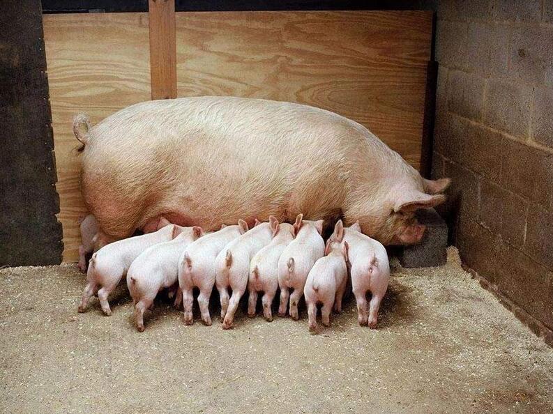 母猪养殖技术,
