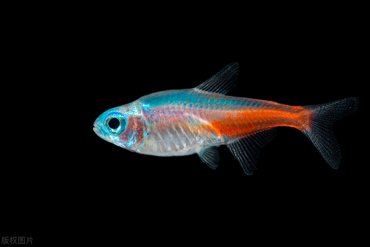 红绿灯鱼应该怎么养?关键是3个方面,有一点经常被我们忽视了