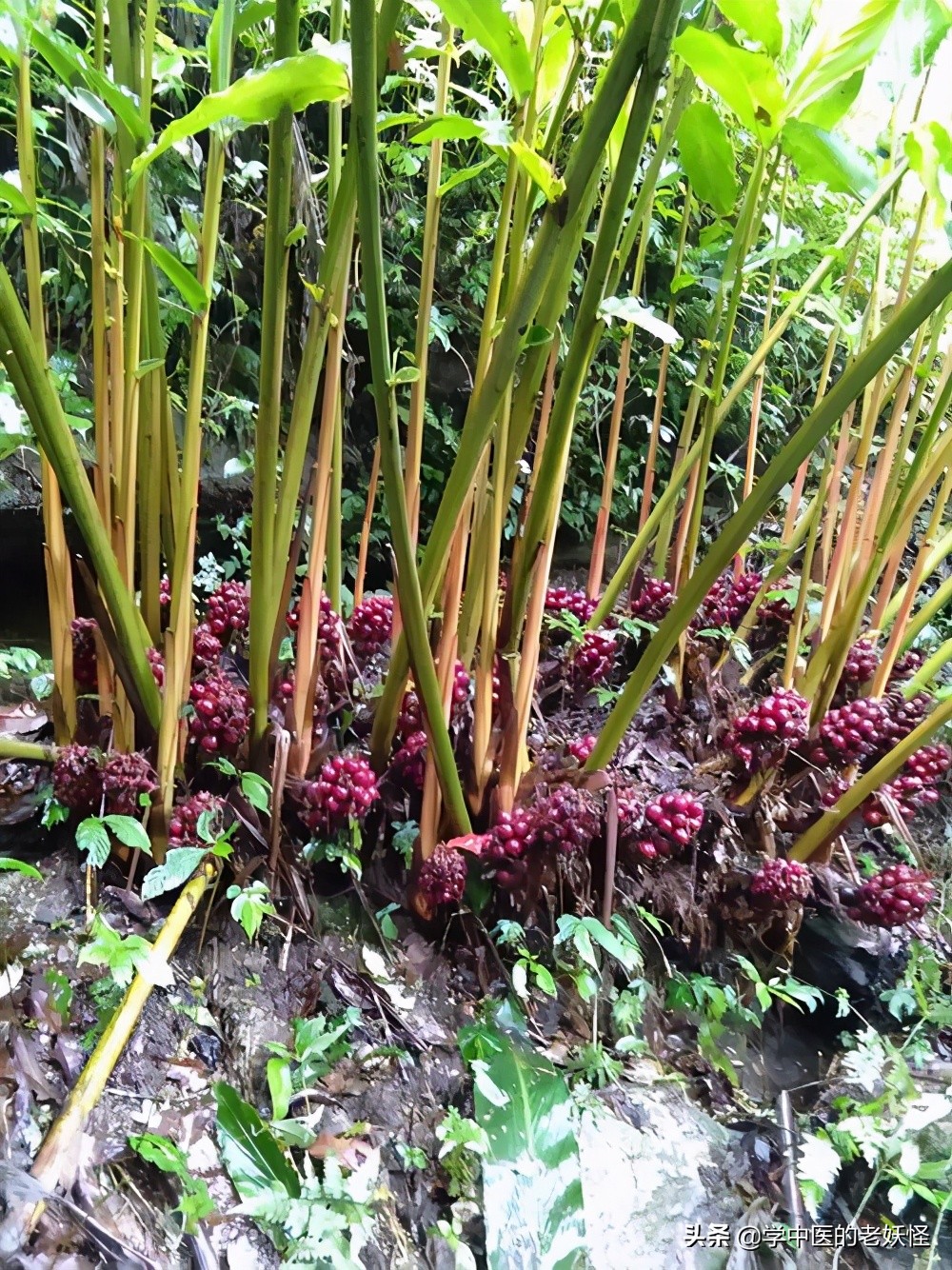 什么是草果香料草果的功效与作用禁忌