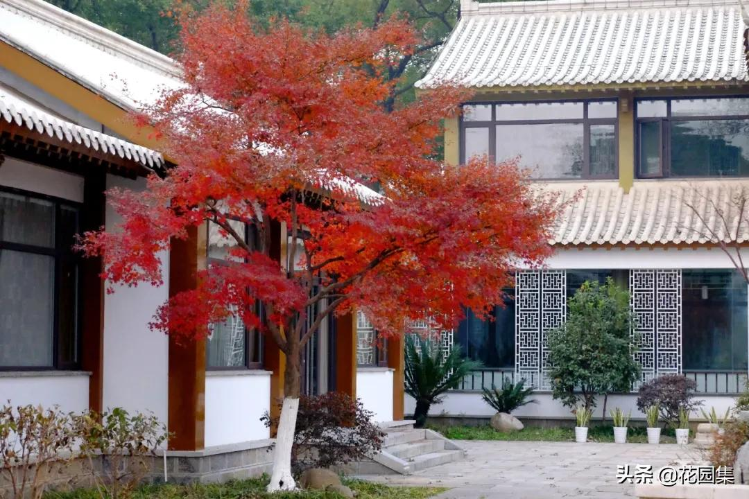 日式庭院该配什么植物?怎么配?看这里