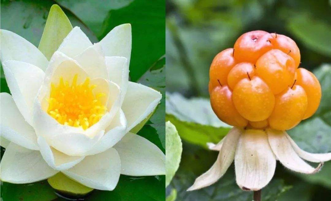 长得像树莓，维C超橙子3倍，价值珍贵市场需求高，一斤卖80元