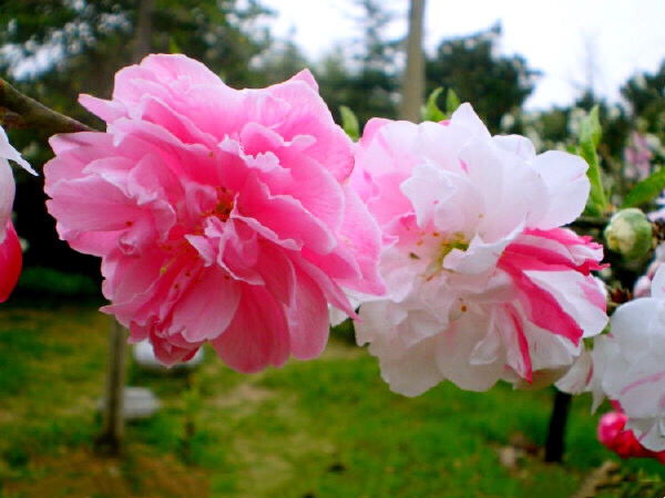 學會養護要點,碧桃花在家也能養,開花太美了