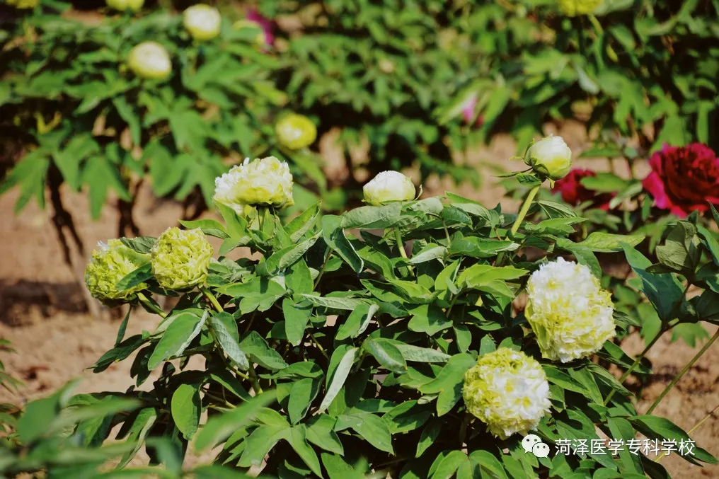 菏泽医学专科学校牡丹，又是姹紫嫣红开遍