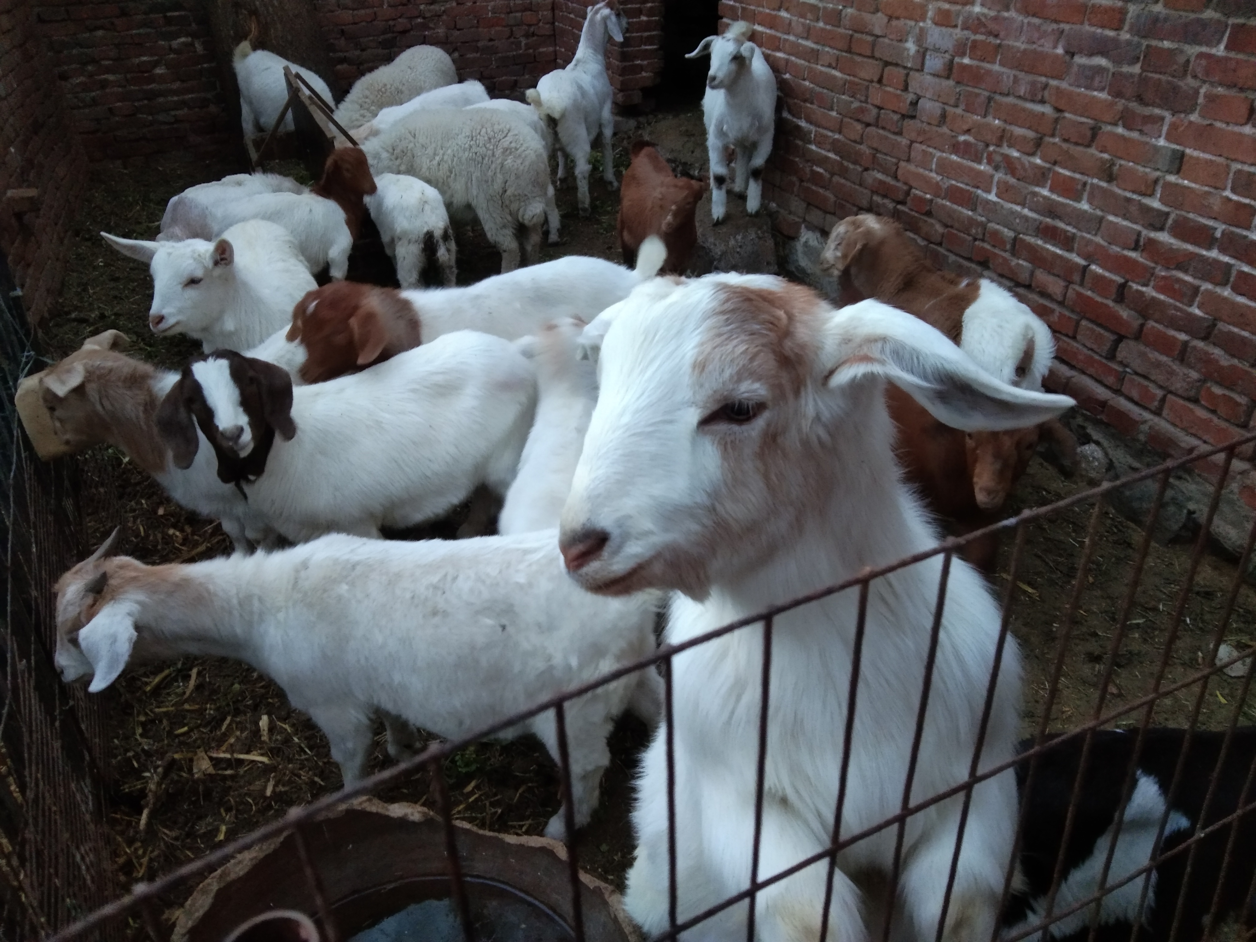 杜泊),中午回家吃饭的时候被同村老叔家拦下了,他家6只山羊羔挂了5个