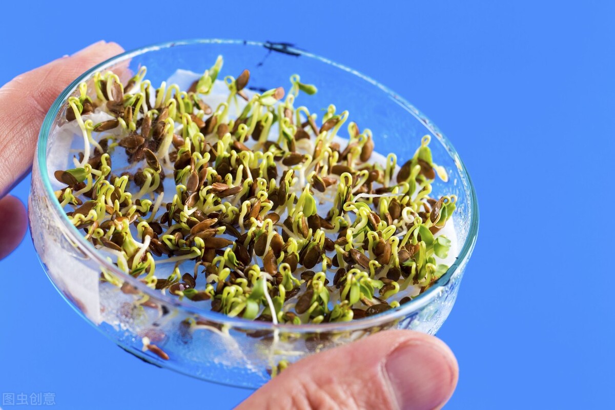 生菜种子直接种还是先催芽好(生菜正确种植教程)