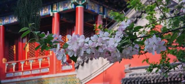 满城春色宫墙柳，春风拂过紫禁城